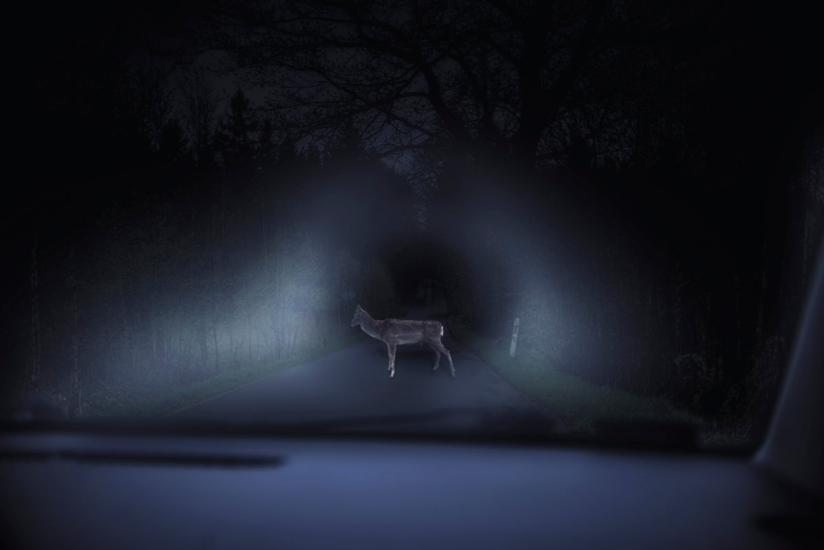 Wildlife Collision, or How to Prove to Your Insurer What Happened